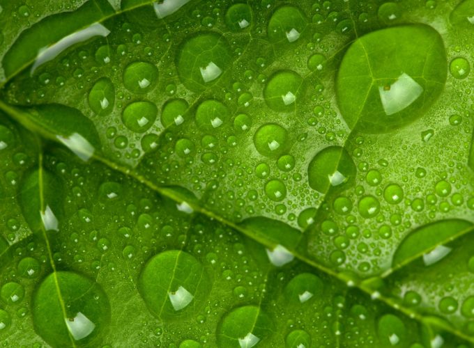 Stock Images leaf, drops, green, 4k, Stock Images 626155525
